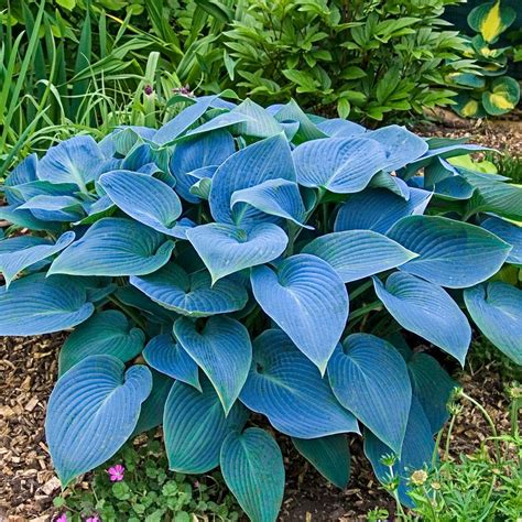 halcyon hosta
