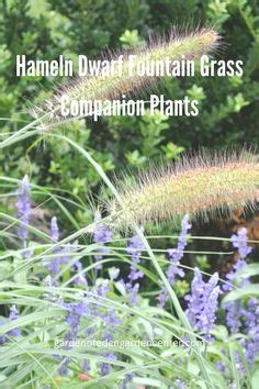 hameln grass companion plants