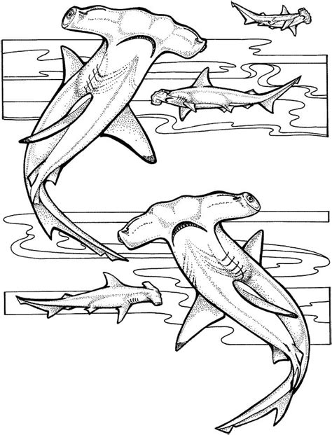 hammerhead shark coloring sheet