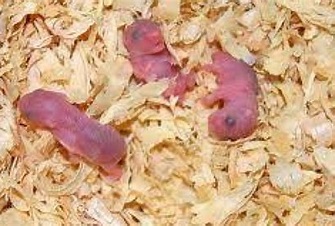hamster bayi