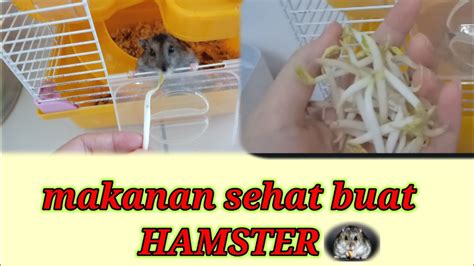 hamster makanan sehat