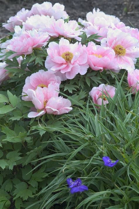 hanakisoi tree peony