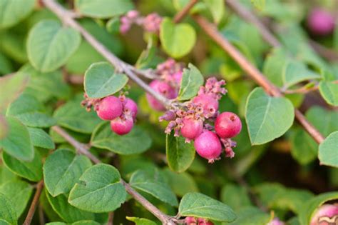 hancock snowberry