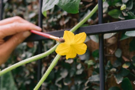 hand pollinating cucumbers