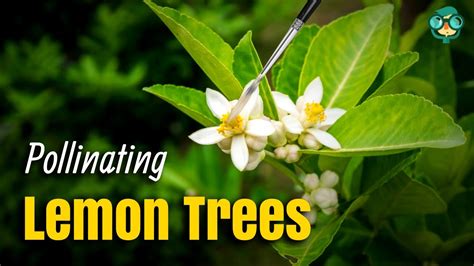 hand pollinating limes