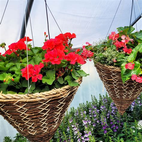 hang basket