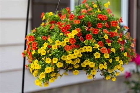 hanging basket flowers