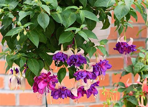 hanging basket flowers for hummingbirds