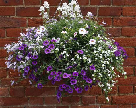 hanging basket plants