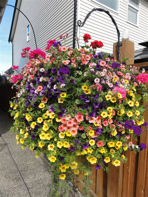 hanging flowers outdoor