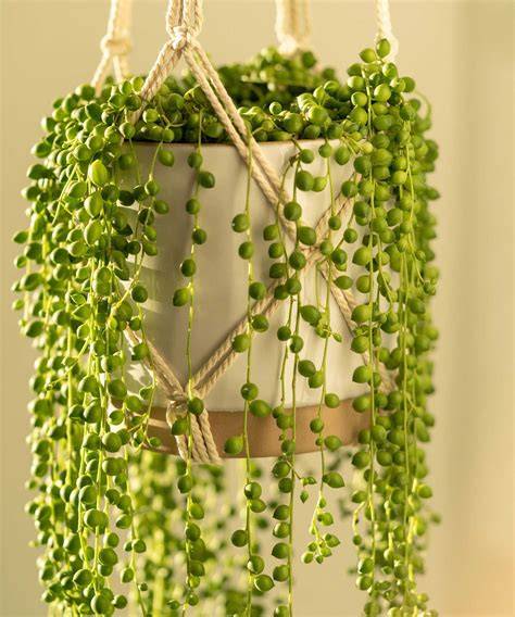 hanging foliage