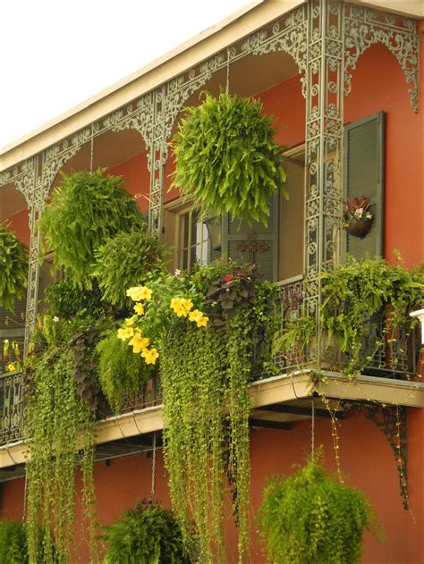 hanging plants for balcony