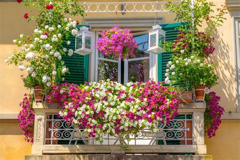 hanging plants for balcony