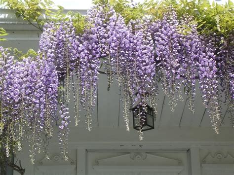 hanging purple flower vine