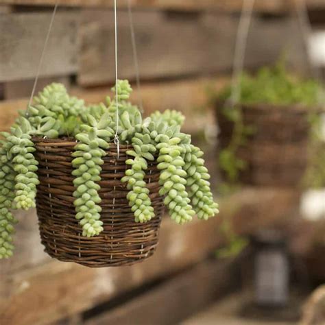 hanging succulent plants