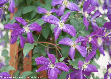 happy jack purple clematis