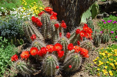 hardy cactus