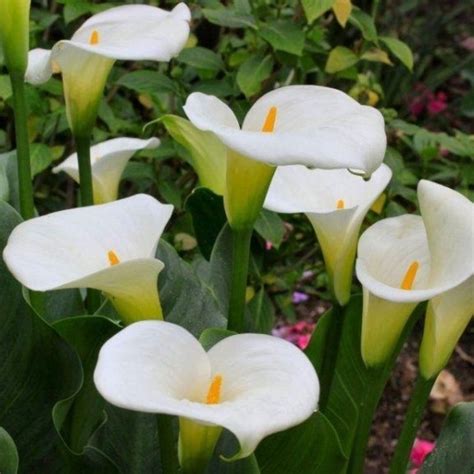 hardy calla lily
