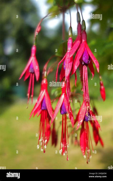 hardy fuchsia hummingbird