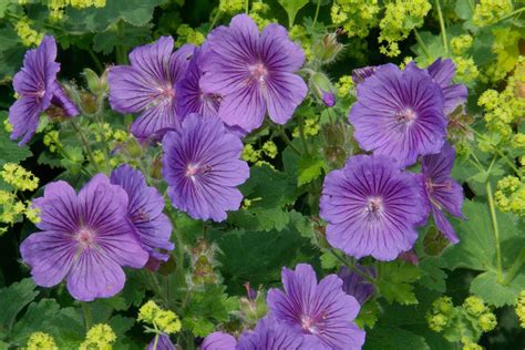 hardy geranium companion plants