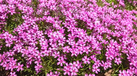 hardy ground cover