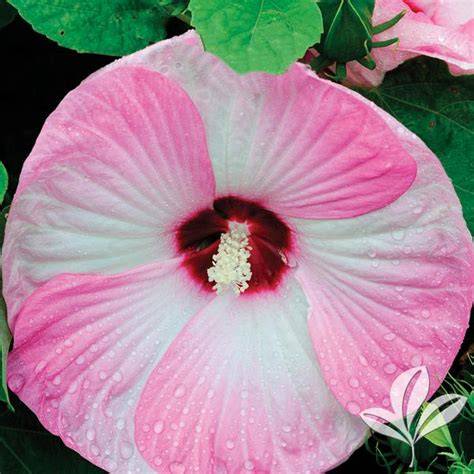 hardy hibiscus pink