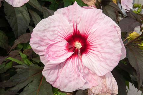 hardy hibiscus plant