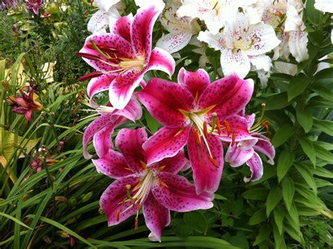 hardy lily