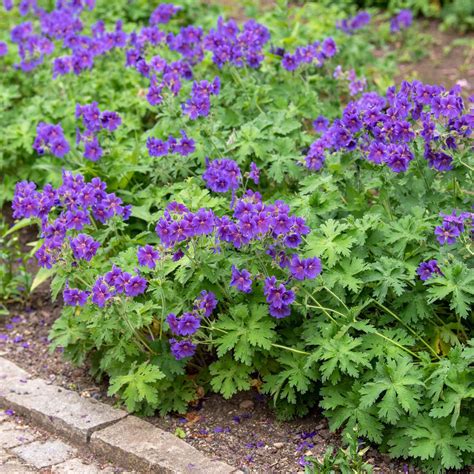 hardy partial shade plants