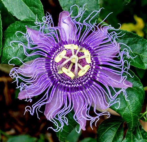 hardy passion flower