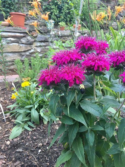 hardy perennials for pots