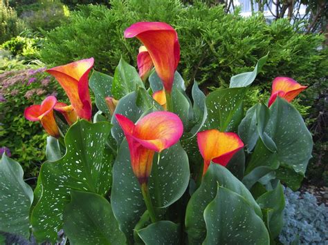 harga calla lily