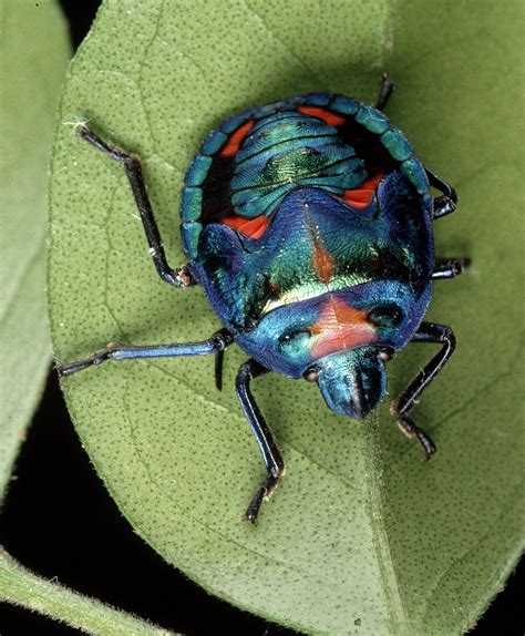 harlequin bug