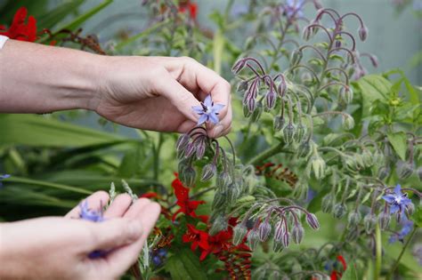harvesting borage plants