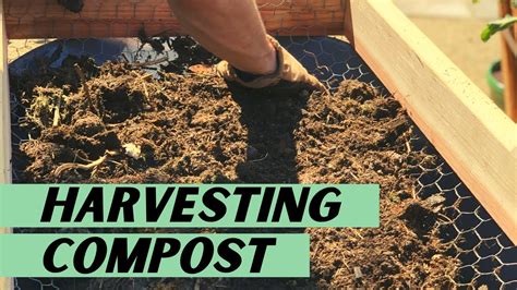 harvesting compost
