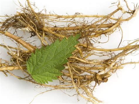 harvesting nettle root
