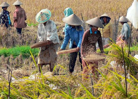 Hasil panen padi Indonesia