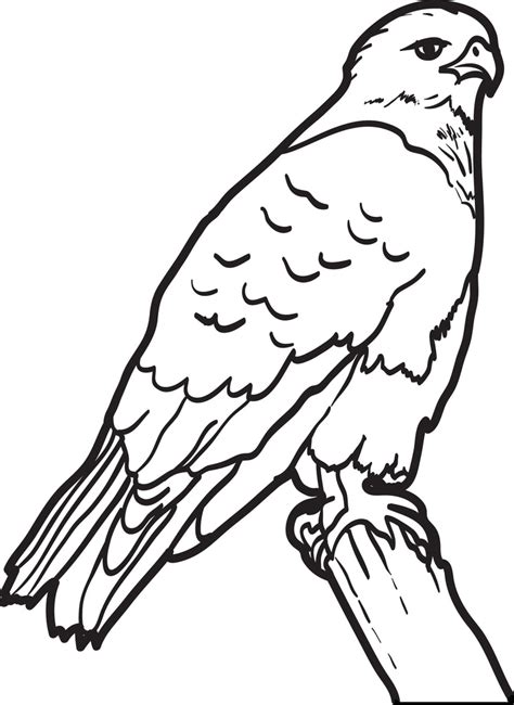 hawk coloring pages