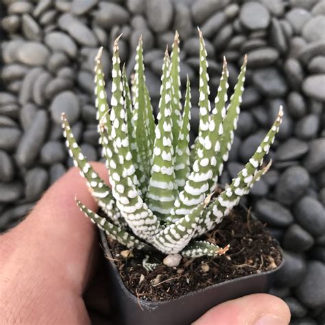 haworthia big band