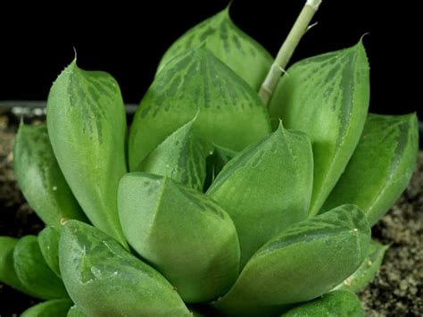 haworthia cuspidata