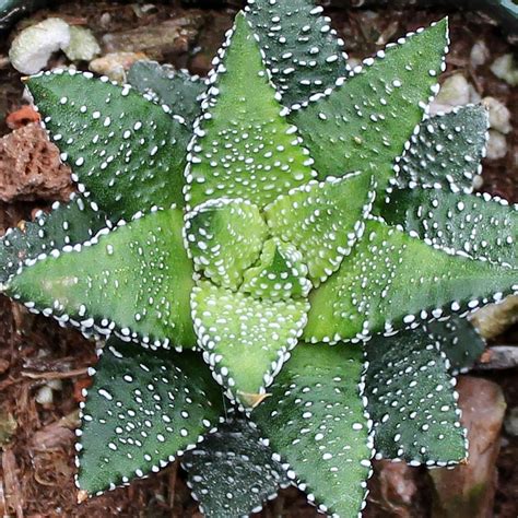 haworthia enon