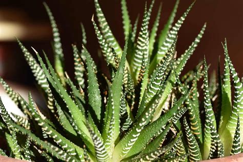 haworthia fasciata care