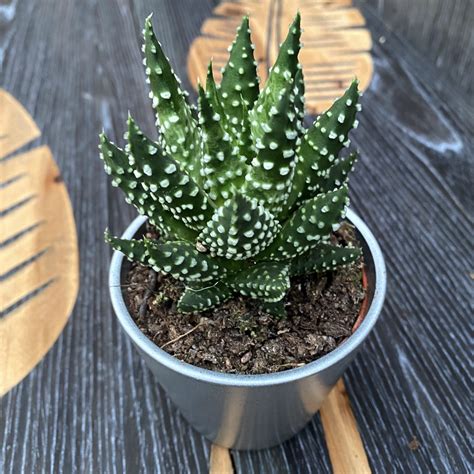 haworthia margaritifera