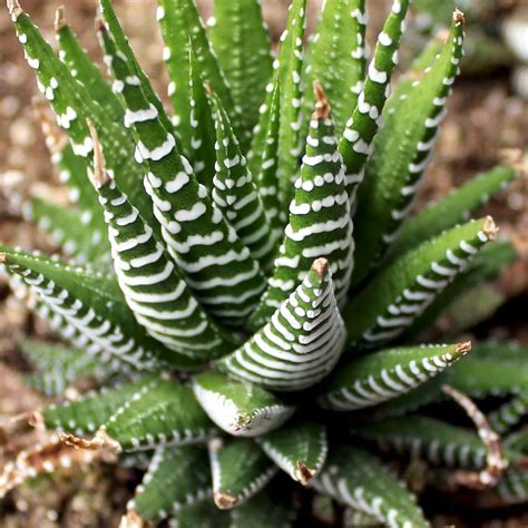 haworthia zebrina