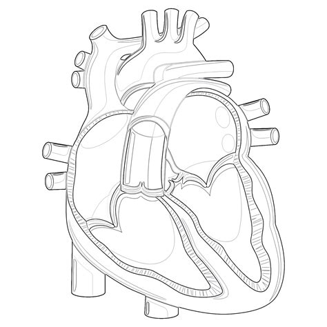 heart anatomy coloring pages pdf