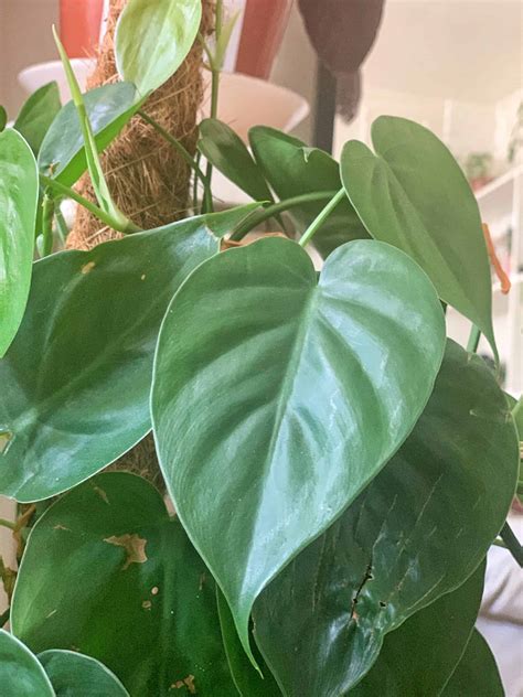 heart leaf philodendron climbing