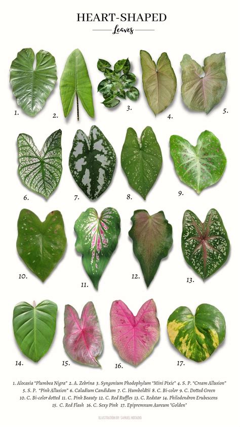 heart shape leaves