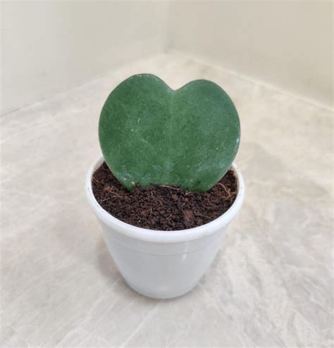 heart shaped cactus