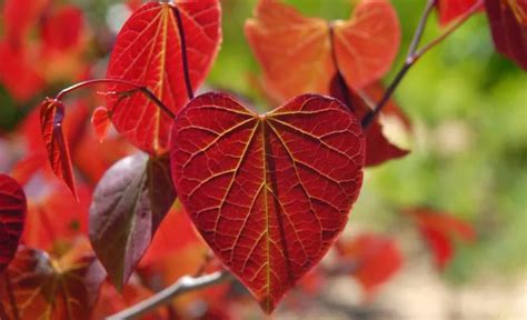 heart shaped leave