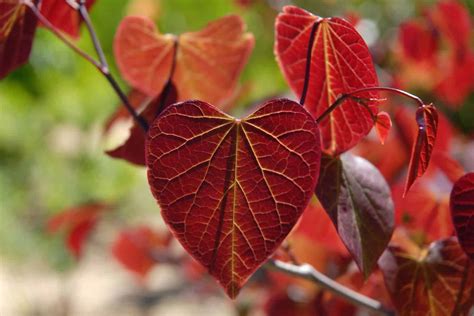 heart shaped tree leaves
